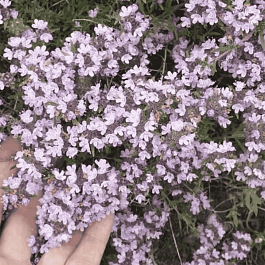 Тимьян обыкновенный Медовый аромат