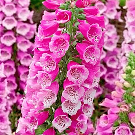 Наперстянка Далматин Парпл Импрувд