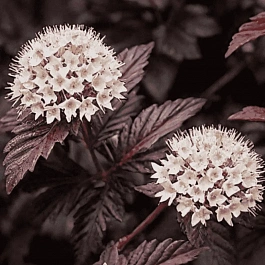 Пузыреплодник калинолистный Panther