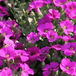 Арабис кавказский Aubris Deep Rose