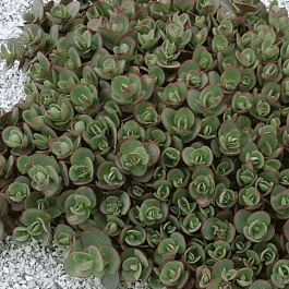 Очиток гибридный Sunsparkler Lime Zinger