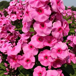 Флокс метельчатый Фондант Фэнси