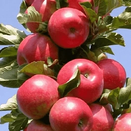 Яблоня Колоновидная Московское ожерелье