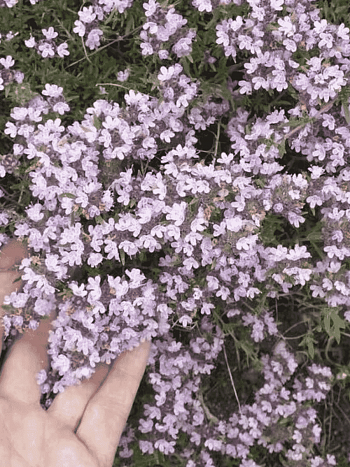 Тимьян обыкновенный Медовый аромат