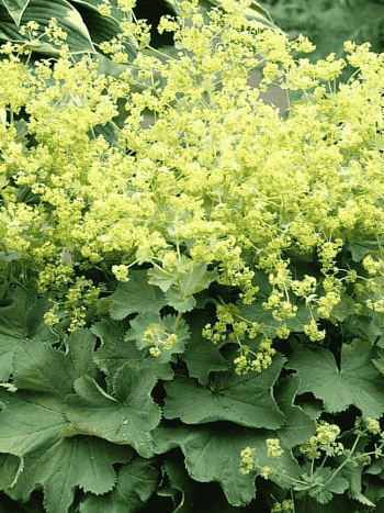 Манжетка мягкая Robustica