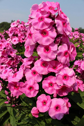 Флокс метельчатый Фондант Фэнси