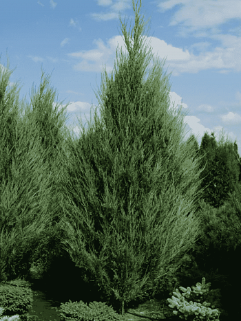 Можжевельник виргинский Skyrocket