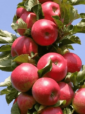 Яблоня Колоновидная Московское ожерелье
