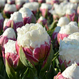 Тюльпан Пионовидный Double Polar