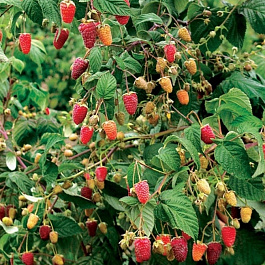 Малина традиционная Сказка штамб