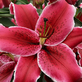 Лилия восточная Зорро