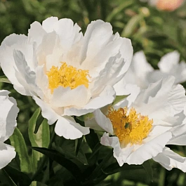 Пион Молочноцветковый Krincled White