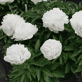 Пион травянистый Puffed Cotton