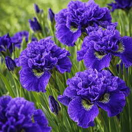 Ирис сибирский Concord Crush