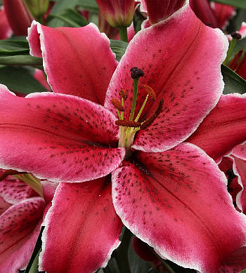 Лилия восточная Зорро