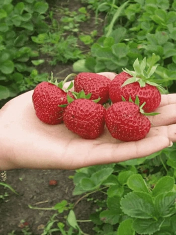 Земляника ПАНДОРА