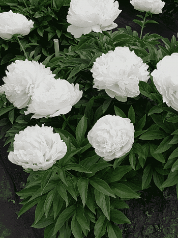 Пион травянистый Puffed Cotton