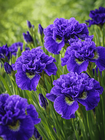 Ирис сибирский Concord Crush