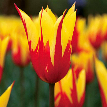 Тюльпан лилиецветный Файр Уингз