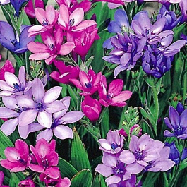 Бабиана прямая Смесь окрасок