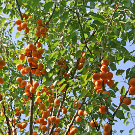 Абрикос манжурский