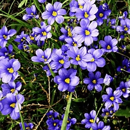 Сисюринхий узколистный