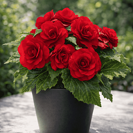 Бегония клубневая Nonstop Red