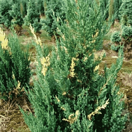 Можжевельник китайский Stricta Variegata