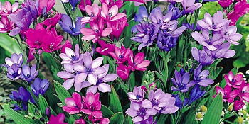 Бабиана прямая Смесь окрасок