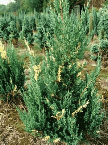 Можжевельник китайский Stricta Variegata