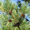 Сосна обыкновенная