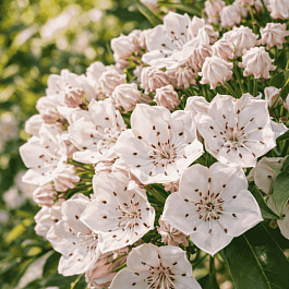 Кальмия широколистная Zebulon