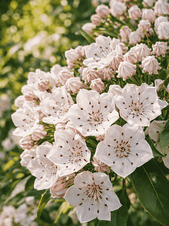 Кальмия широколистная Zebulon