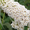 Буддлея давида  White Chip