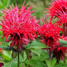 Монарда двойчатая Panorama Red