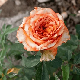 Роза чайно-гибридная Caraluna