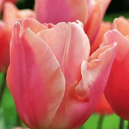 Тюльпан Dragon King