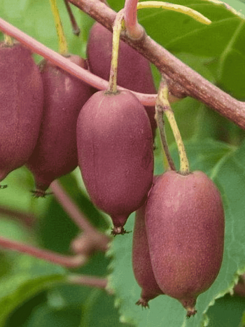 Актинидия Аргута Hardy Red