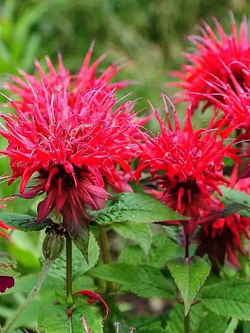 Монарда двойчатая Panorama Red