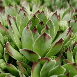 Молодило гибридное Sierra Cori