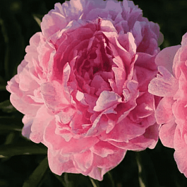 Пион травянистый Pietertje Vriend Wagenaar