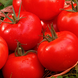 Томат Маргарита блюз F1