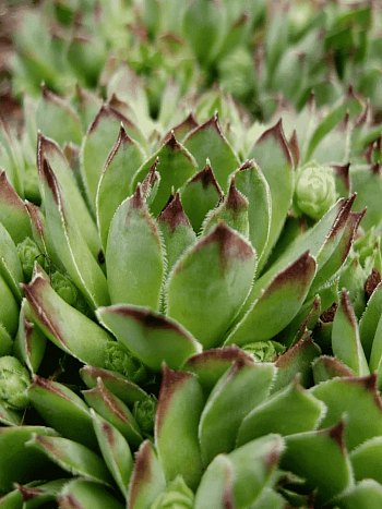 Молодило гибридное Sierra Cori