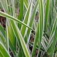 Фалярис тростниковый Elegantissima