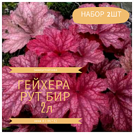 Гейхера гибридная Рут Бир НАБОР 2ШТ