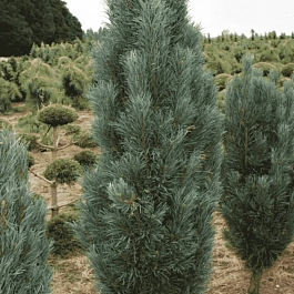 Сосна обыкновенная Fastigiata