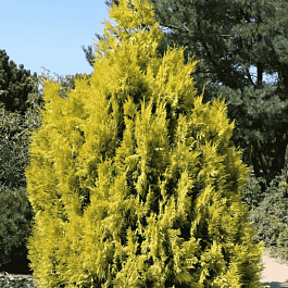 Туя складчатая Forever Goldy