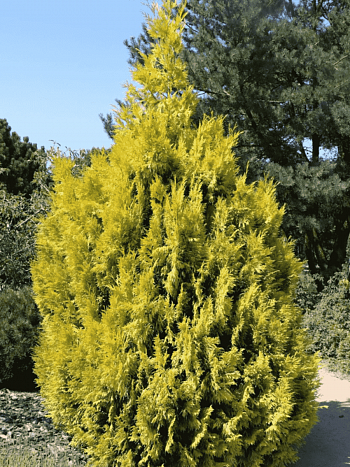 Туя складчатая Forever Goldy