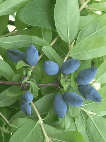 Жимолость плодовая Лазурная