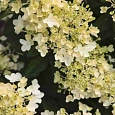 Гортензия метельчатая Milk and honey